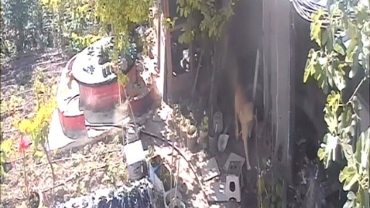 Sokak Köpekleri Kümese Girdi: 30 Tavuk Telef Oldu Sokak Köpekleri Kümese Girdi: 30 Tavuk Telef Oldu