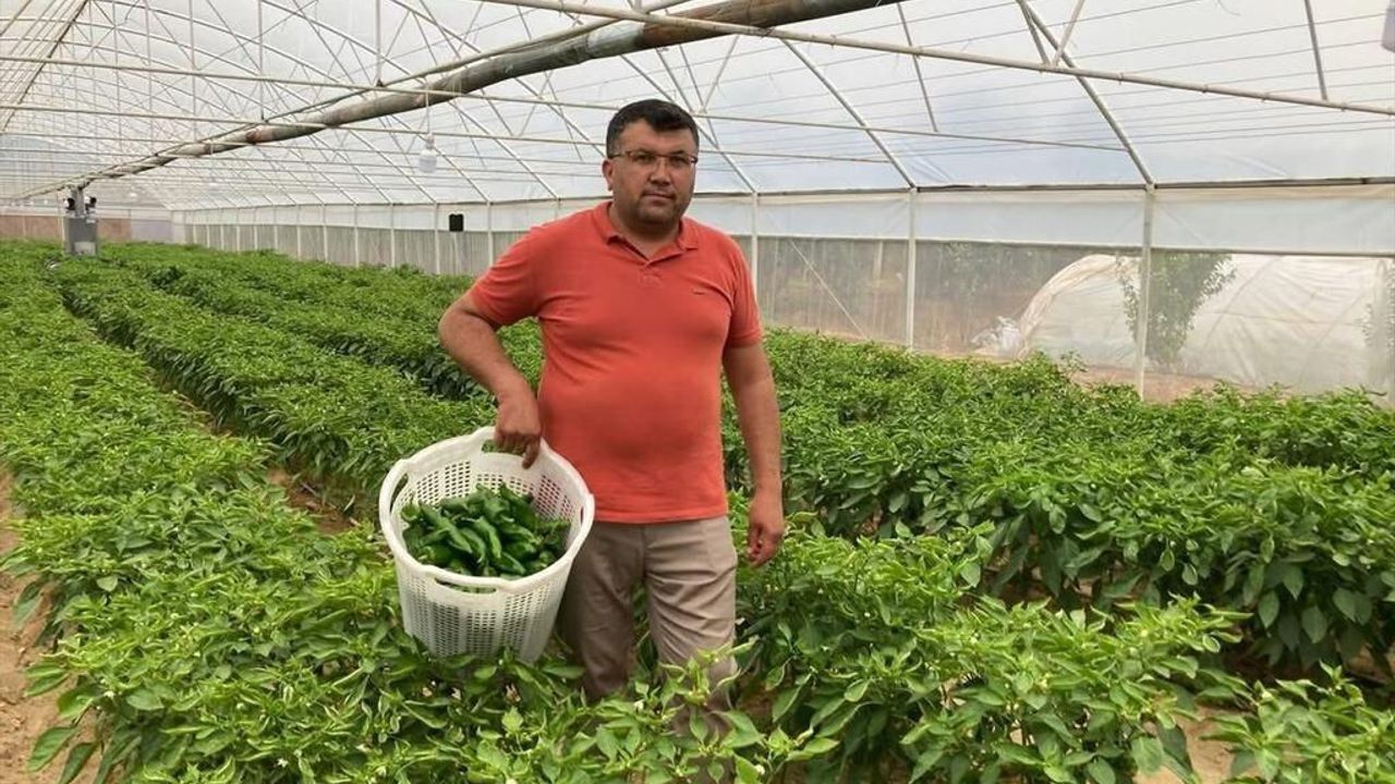 Emcelli Biberi Kilosu 350 TL: Pazarda Yoğun İlgiyle Satılıyor Emcelli Biberi Kilosu 350 TL: Pazarda Yoğun İlgiyle Satılıyor