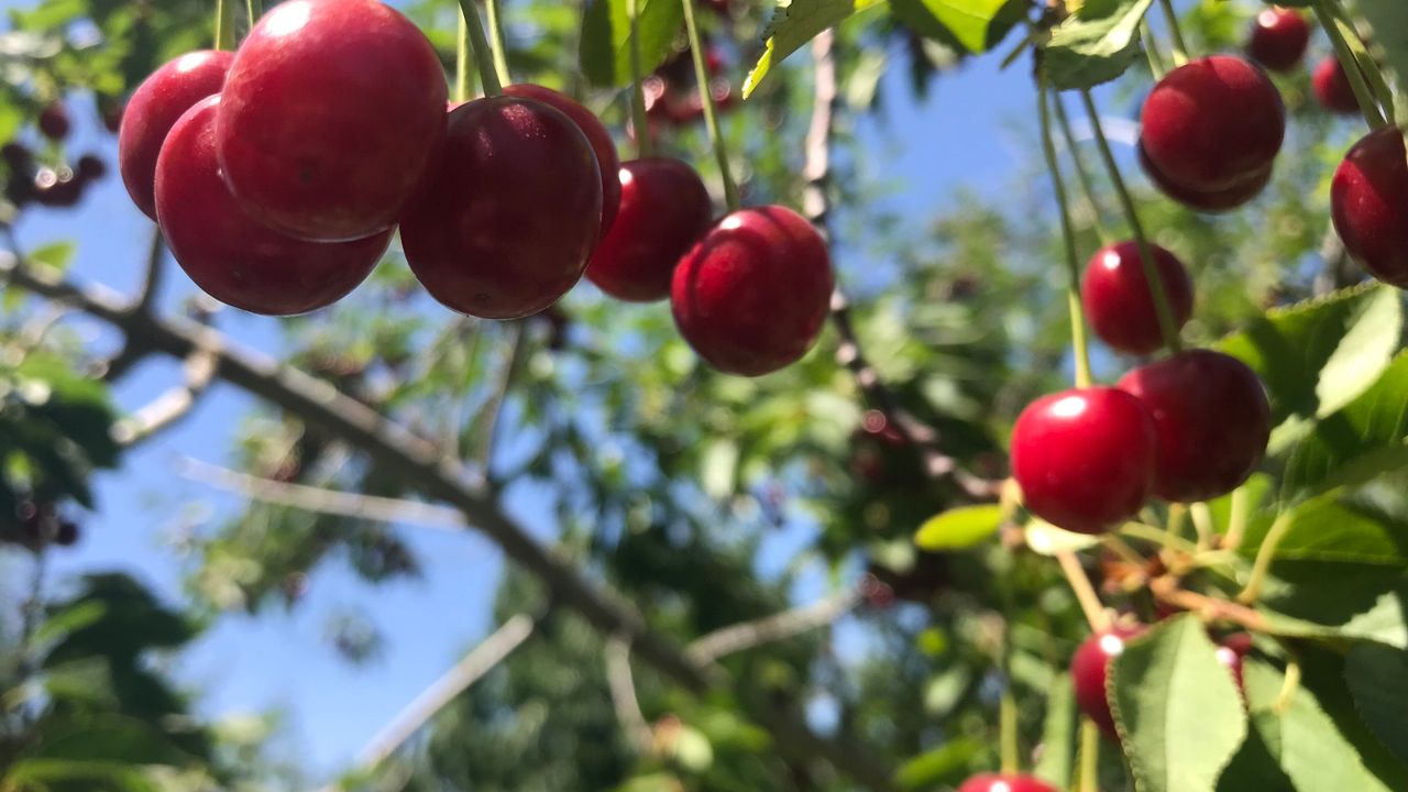 Sultandağı Vişnesinin Değeri Artıyor