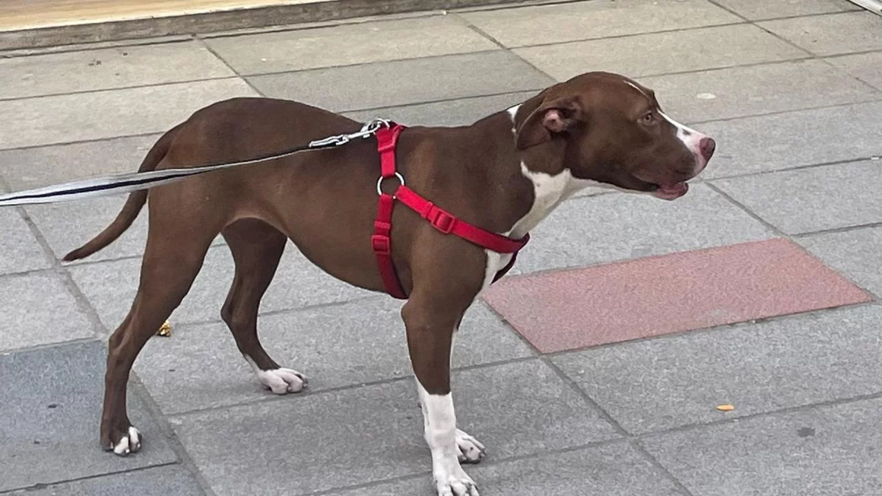 Pitbull sahibine 95 bin lira ceza: Olayın detayları