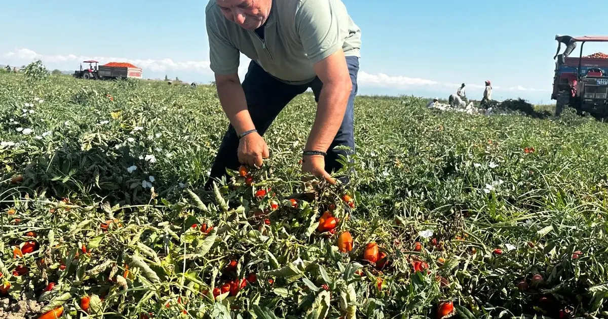 Karacabey’de salçalık domates hasadı başladı: Fiyatlar 5 liranın altında