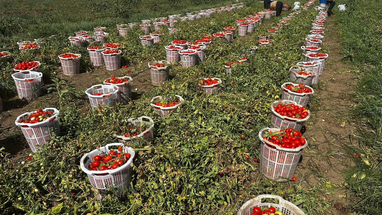 2026 salçalık domates hasadı başladı: Çiftçiler zor durumda