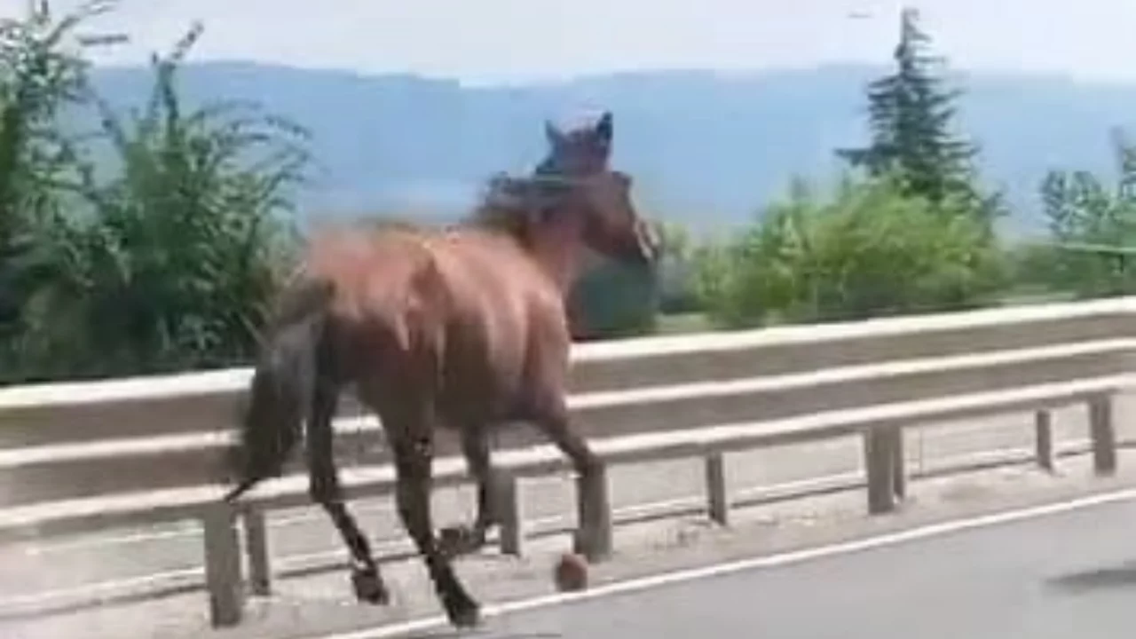İnegöl'de iki at trafikte dörtnala koştu, sürücüler zor anlar yaşadı