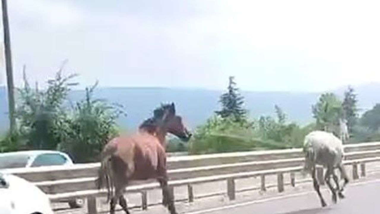 İnegöl'de başıboş atlar trafikte araçlarla yarıştı: Sürücüler zor anlar yaşadı