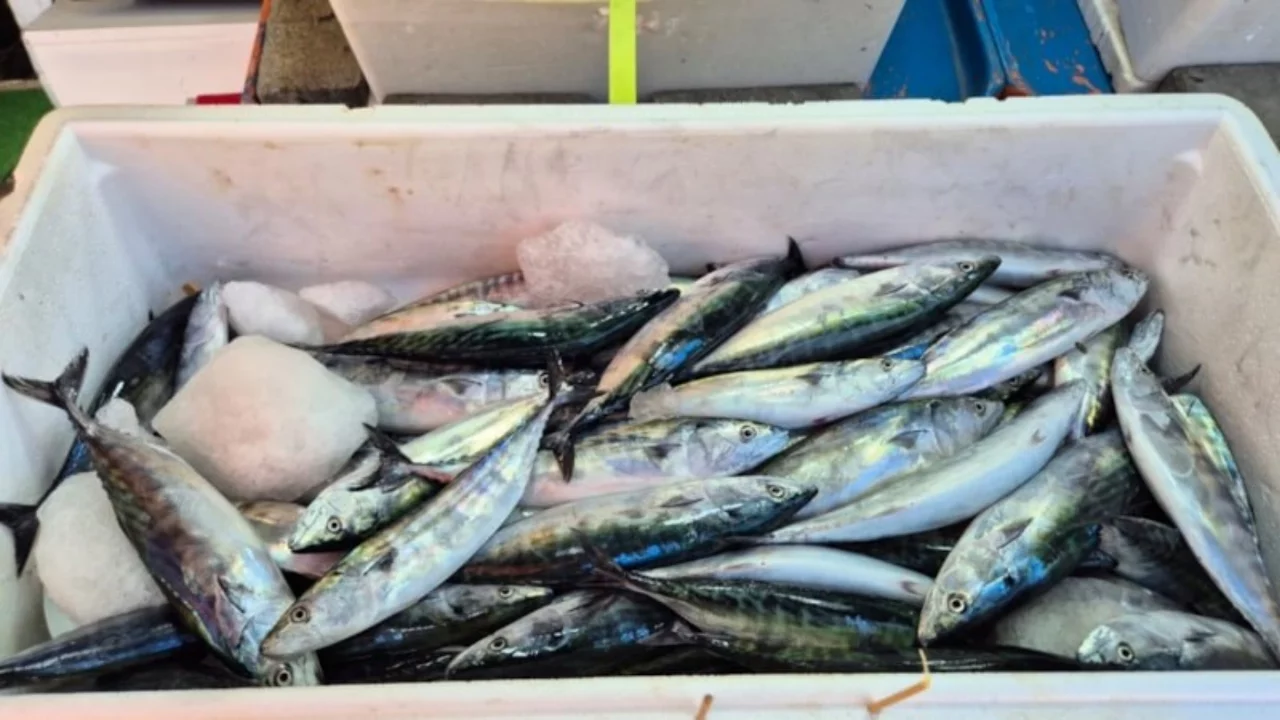 Palamut avı başladı: Zonguldak'ta fiyatlar 100 lira oldu