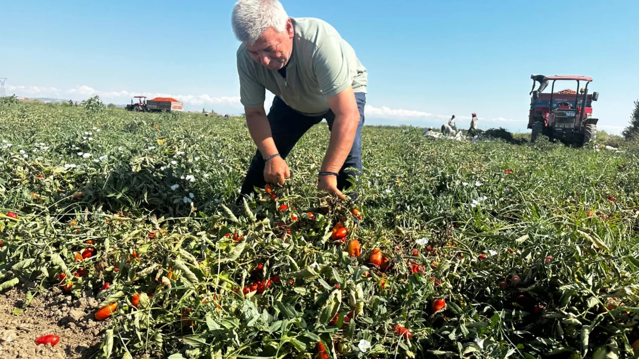 Karacabey'de 2026 salçalık domates hasadı başladı; fiyatlar çiftçiyi üzüyor