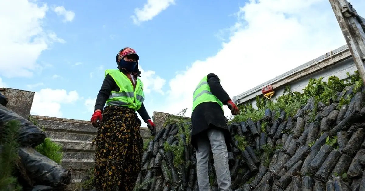 Bursa Orman Fidanlık Müdürlüğü, 20 bin bambu alımı için ihale açıyor