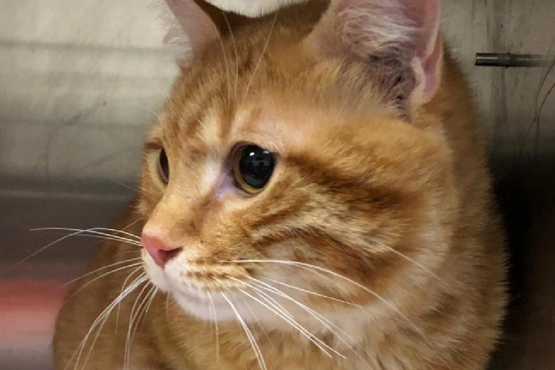 10 yıl sonra kaybolan kedi Charlie, sahibine geri döndü 10 yıl sonra kaybolan kedi Charlie, sahibine geri döndü