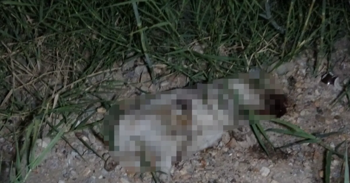 Alman turistin köpeğe taşla saldırdığı iddiası Manavgat'ta gündem oldu