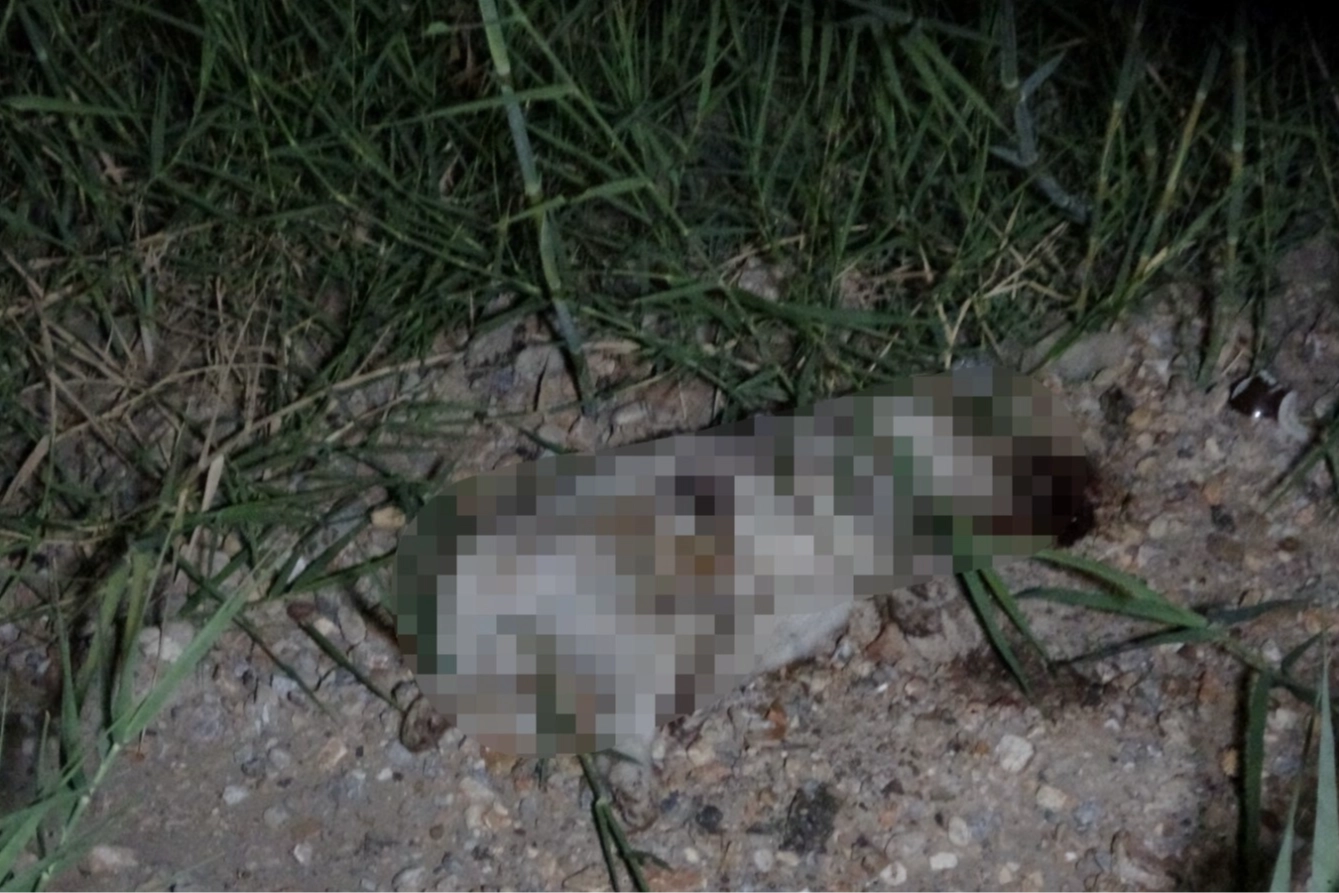 Alman turistin köpeğe taşla saldırdığı iddiası Manavgat'ta gündem oldu