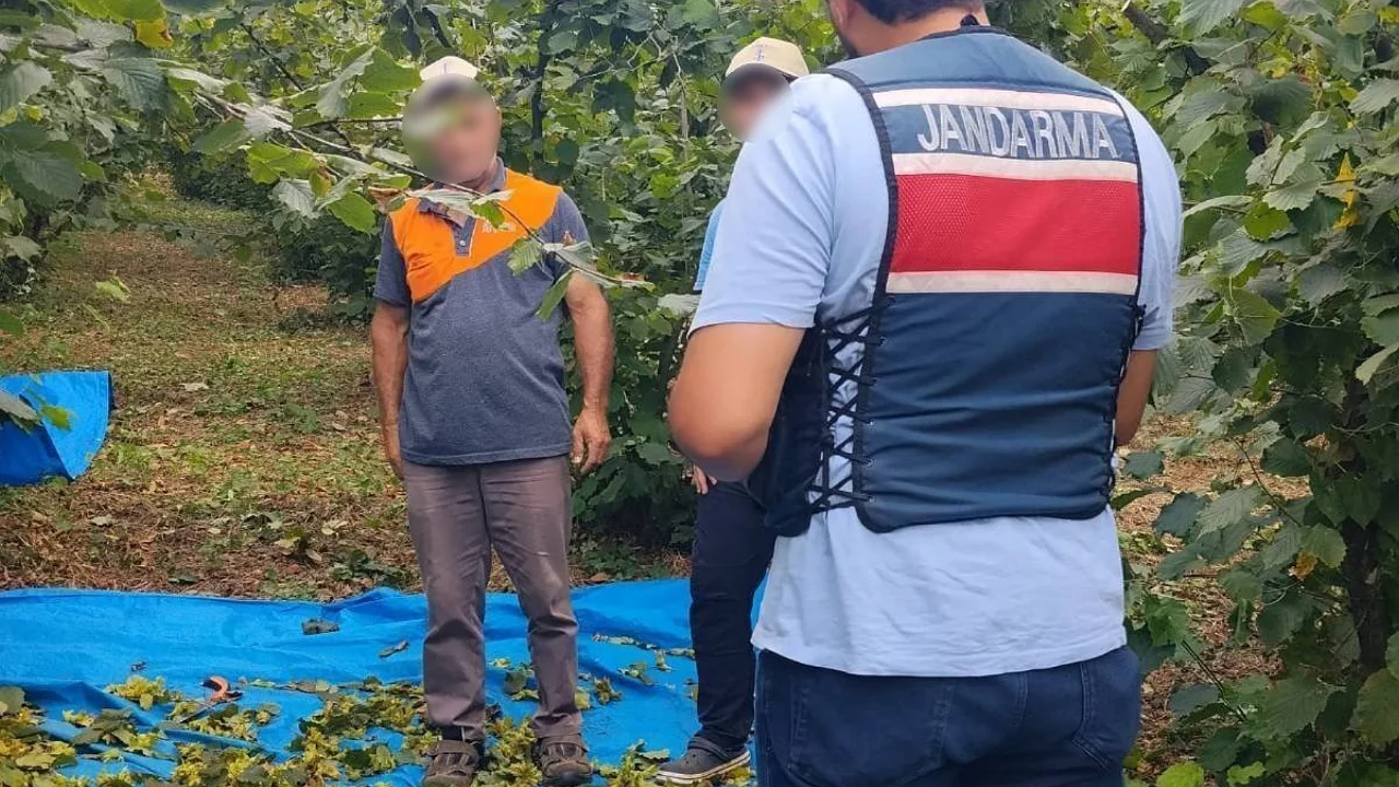 Jandarma, Kandıra'daki Fındık Tarlalarında 24 Saat Nöbet Tutuyor