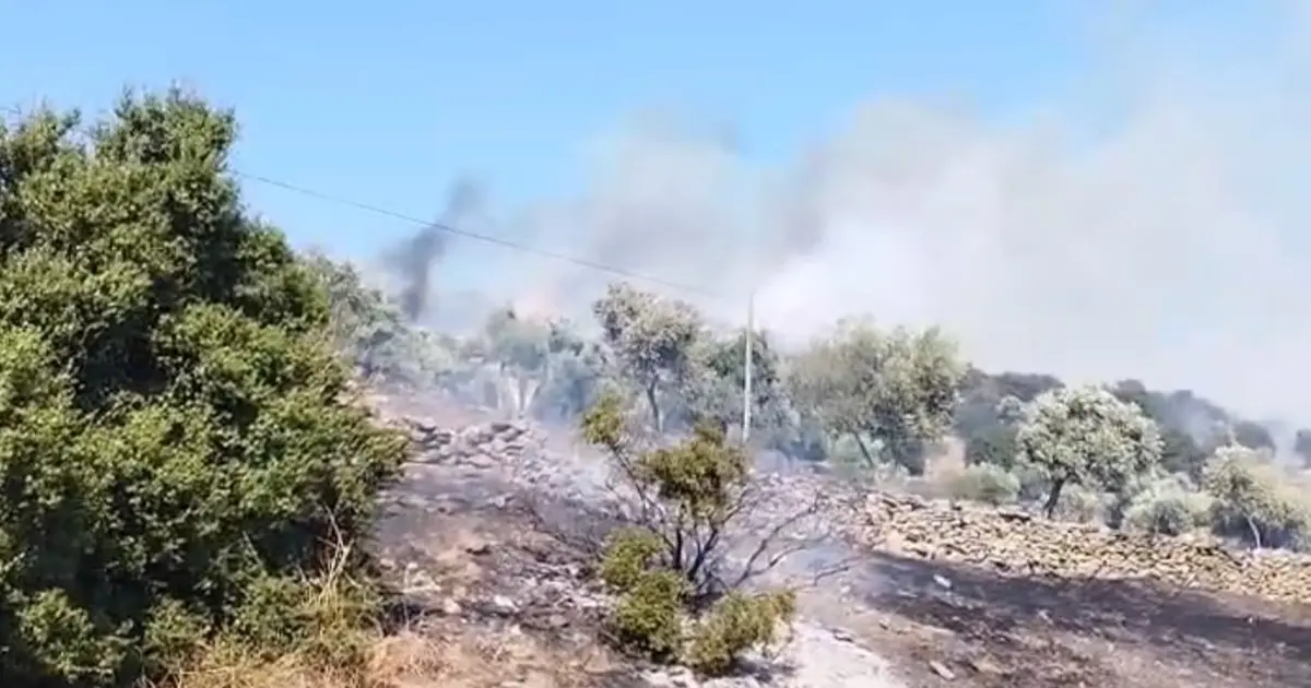 Aydın'ın Çine ilçesinde zirai alanda yangın: Ekipler müdahaleye başladı