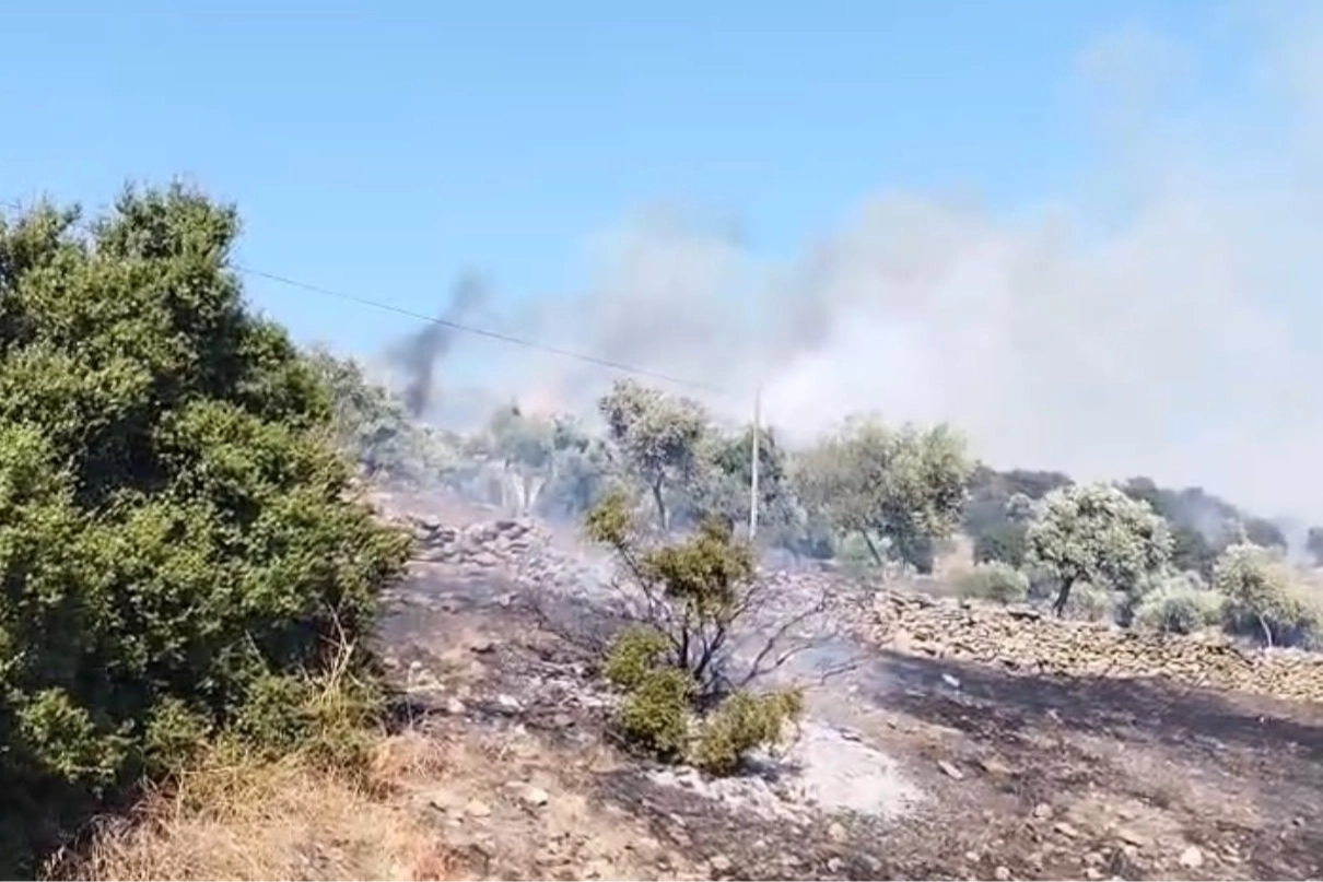 Aydın'ın Çine ilçesinde zirai alanda yangın: Ekipler müdahaleye başladı Aydın'ın Çine ilçesinde zirai alanda yangın: Ekipler müdahaleye başladı
