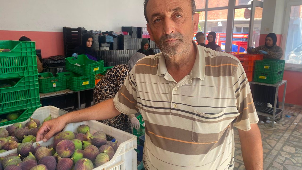 Bursa siyah incirinde hasat dönemi başladı: 1200 ton ihracat hedefleniyor