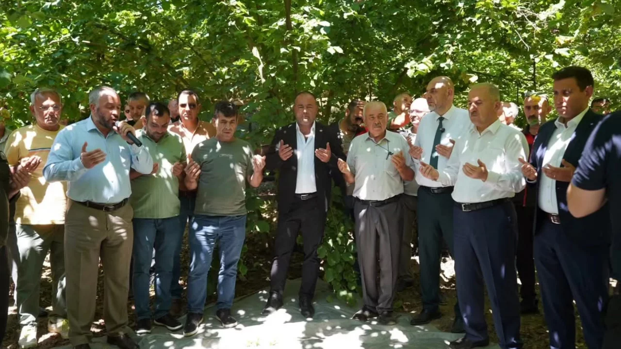 Bayırköy'de Fındık Hasadı Başladı: 170 Dekar Alanda Çalışmalar Devam Ediyor