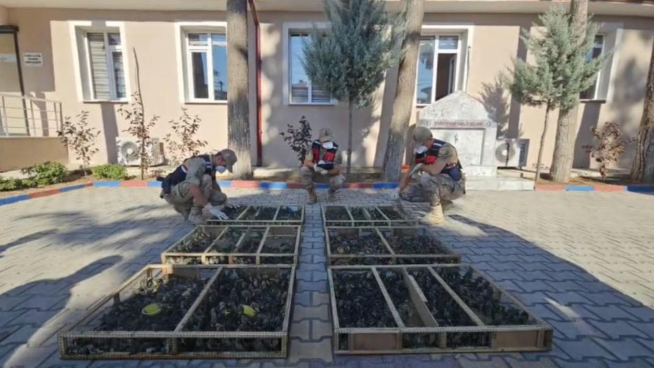 2 bin 114 saka kuşu römorkta bulundu: 19,8 milyon lira ceza 2 bin 114 saka kuşu römorkta bulundu: 19,8 milyon lira ceza