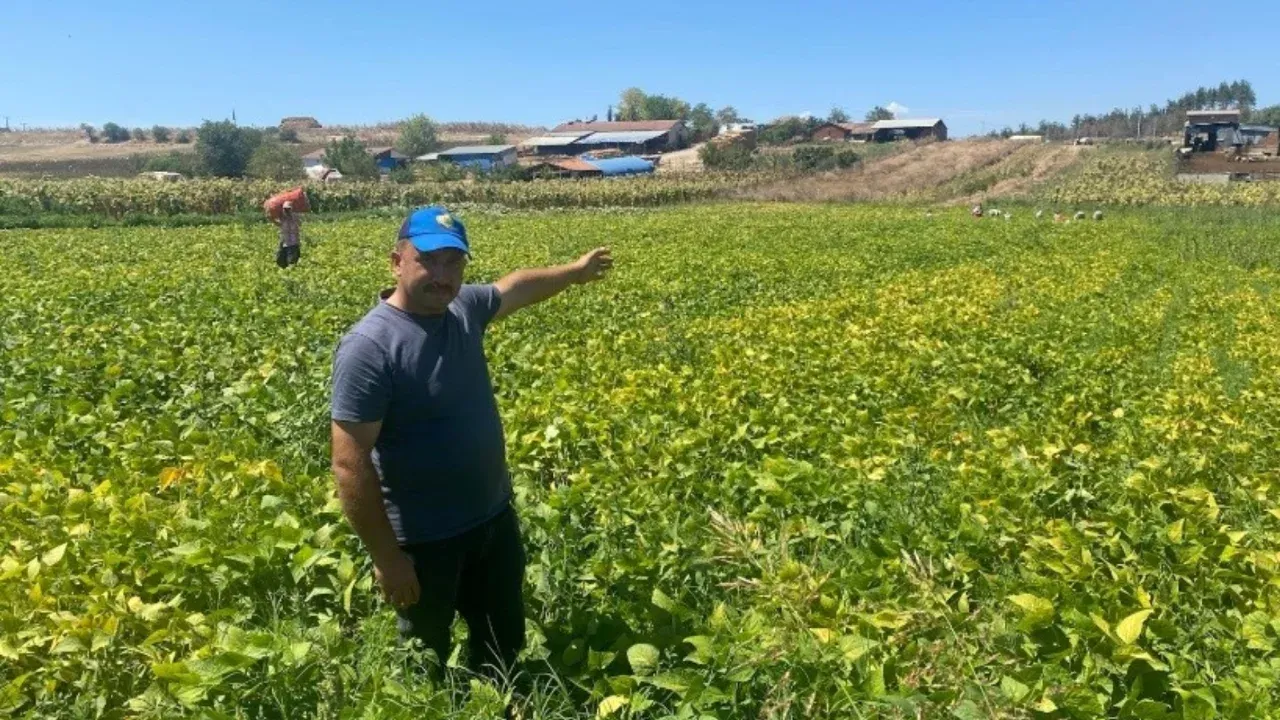 Bursa'da şeker fasulyesi üretimi 1 dönümden 1000 dönüme yükseldi