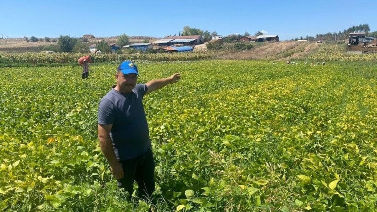 Bursa'nın Mahmudiye köyünde şeker fasulyesi üretimi arttı
