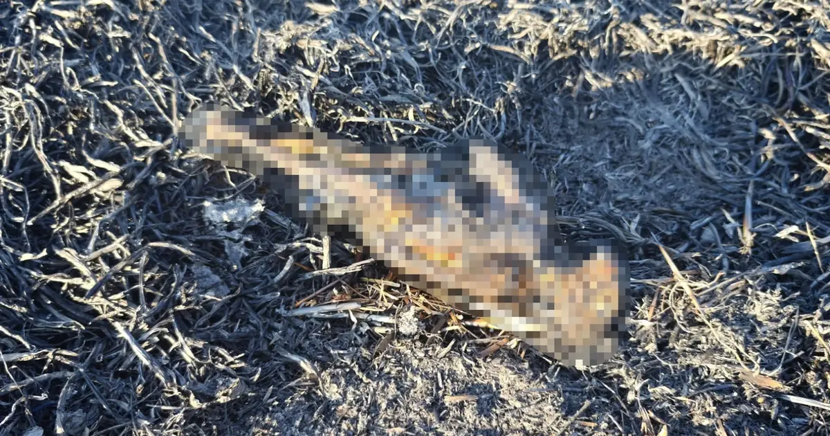 Bilecik'teki yangın anızlık alanda başladı, nedeni belirlendi Bilecik'teki yangın anızlık alanda başladı, nedeni belirlendi