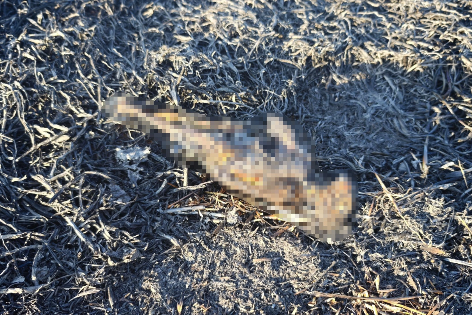 Bilecik'teki yangın anızlık alanda başladı, nedeni belirlendi
