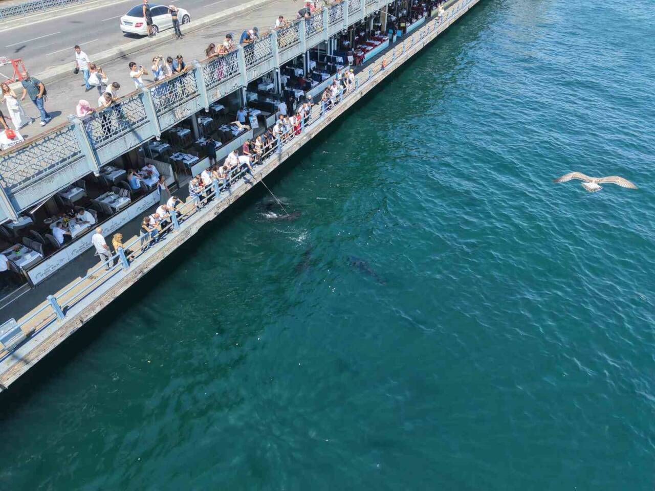 Orkinoslar kıyıya geldi: Eminönü sahilinde ilginç anlar