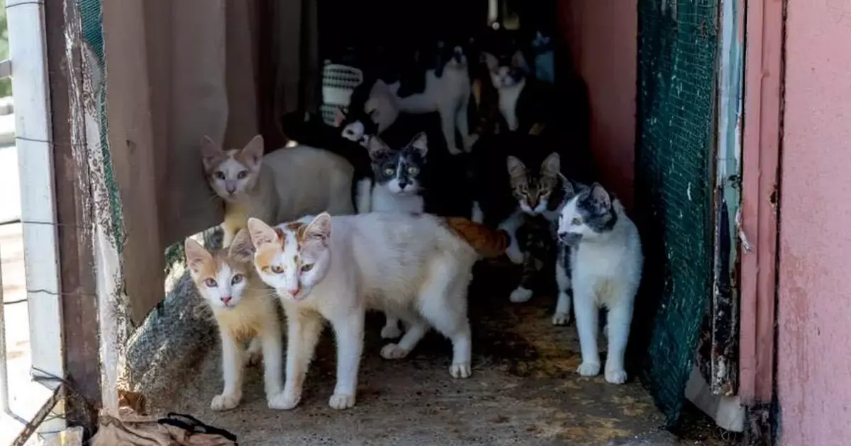 Mersin'de kötü koku ihbarı: 100 kedi sağlıksız koşullarda Mersin'de kötü koku ihbarı: 100 kedi sağlıksız koşullarda
