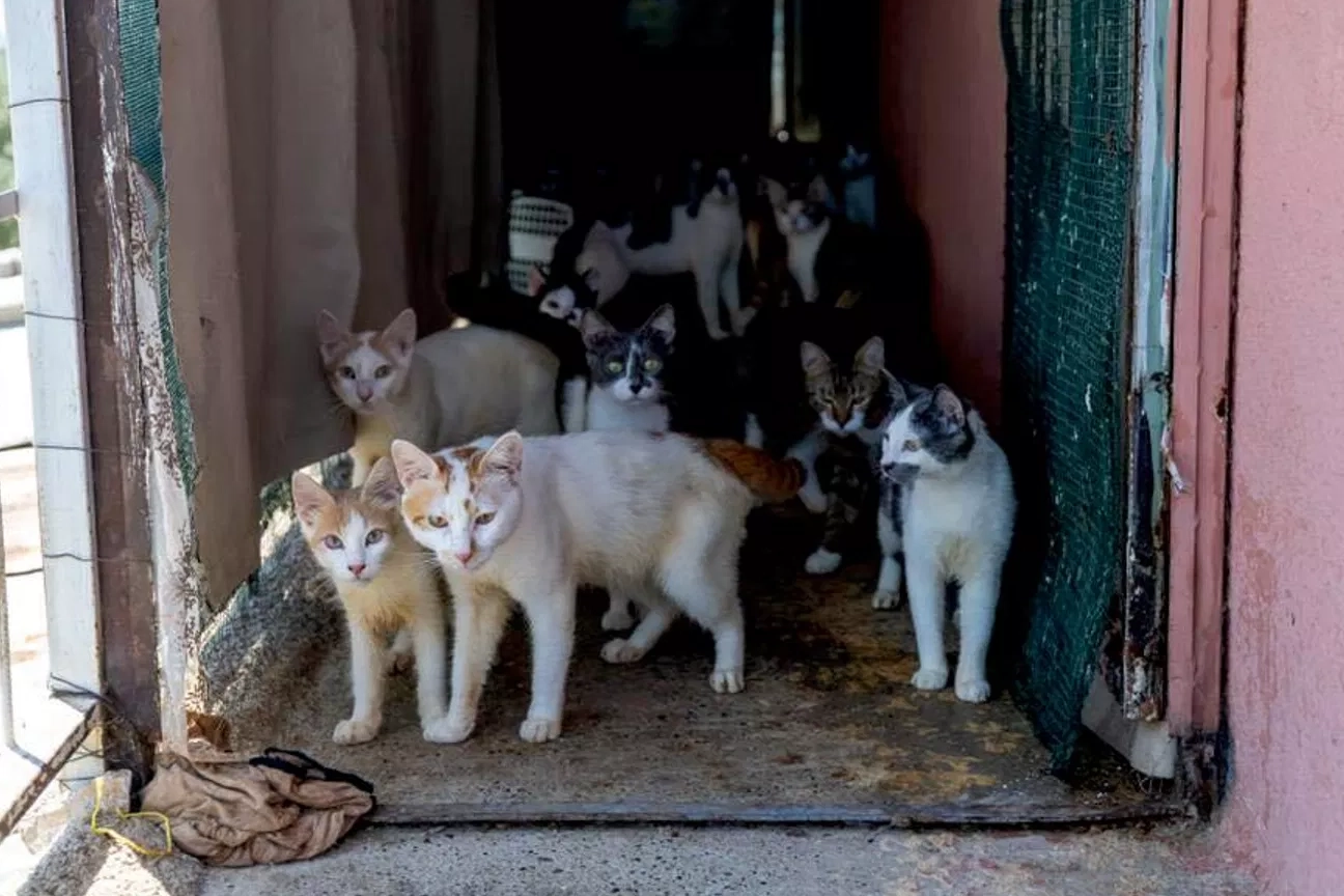 Mersin'de kötü koku ihbarı: 100 kedi sağlıksız koşullarda Mersin'de kötü koku ihbarı: 100 kedi sağlıksız koşullarda