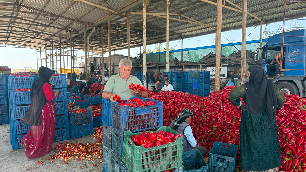 Karacabey'de kapya biber fiyatları 25-30 liradan 18 liraya düştü