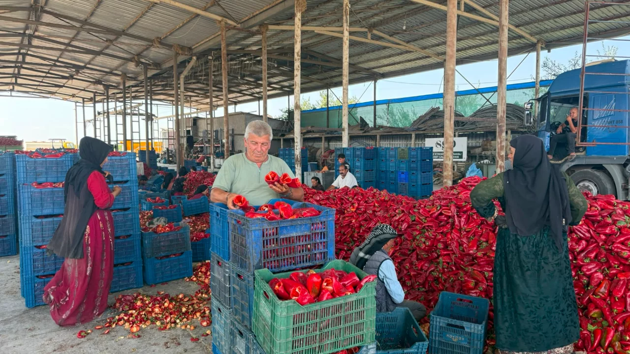 Közleme fabrikalarının etkisi: Kapya biber 18 liraya düştü