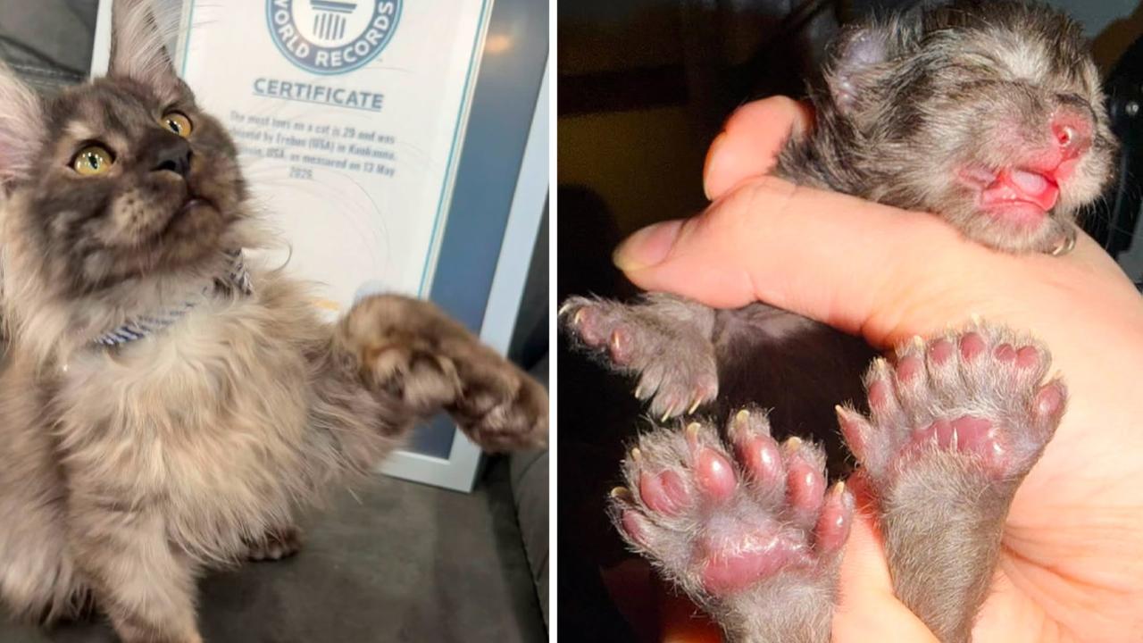Wisconsin'de 29 parmaklı kedi dünya rekorunu kırdı