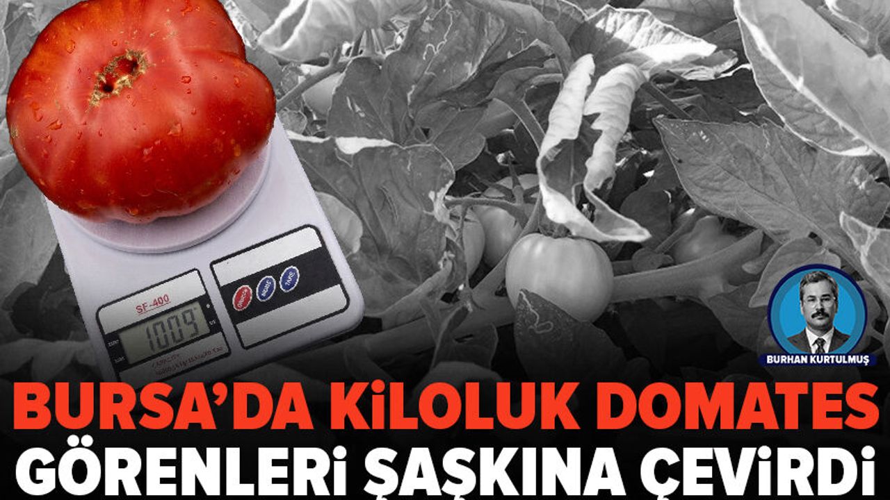 Bursa'da domatesler 1 kilogramı geçiyor: Mümin Kumdere'nin başarısı