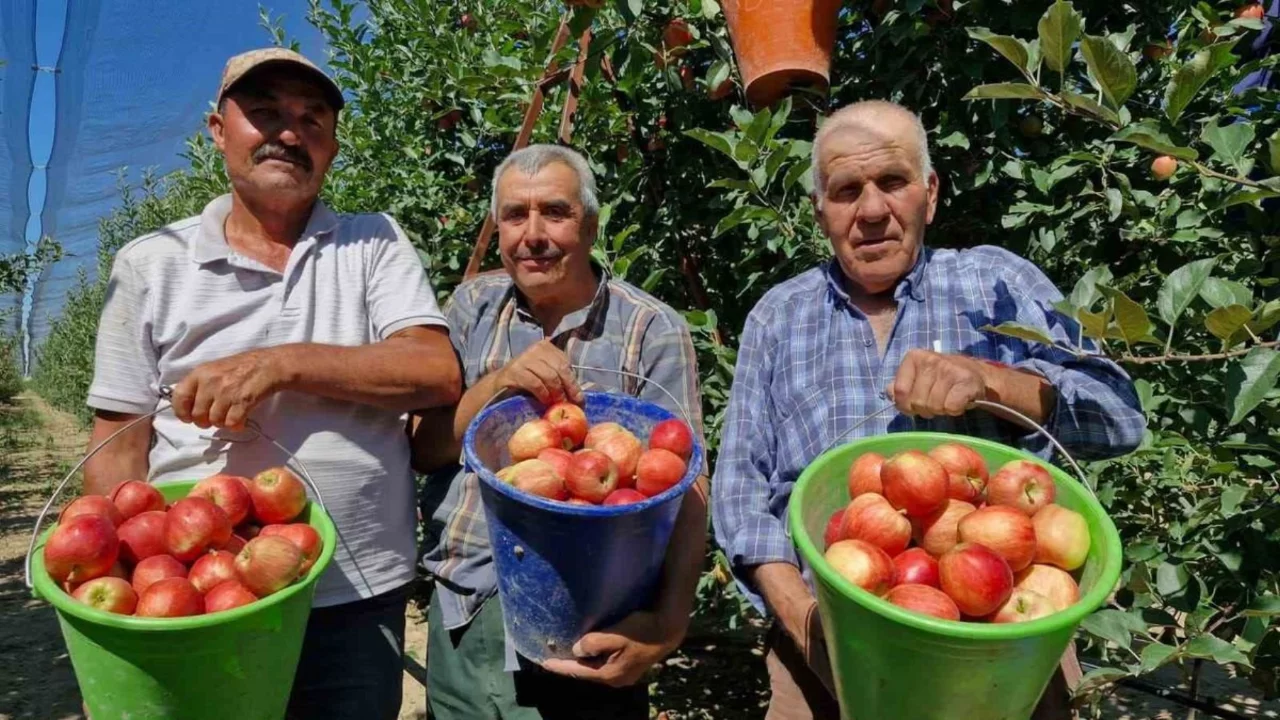 Karaman'da erkenci elma hasadı başladı: Rekolte 800 bin ton bekleniyor
