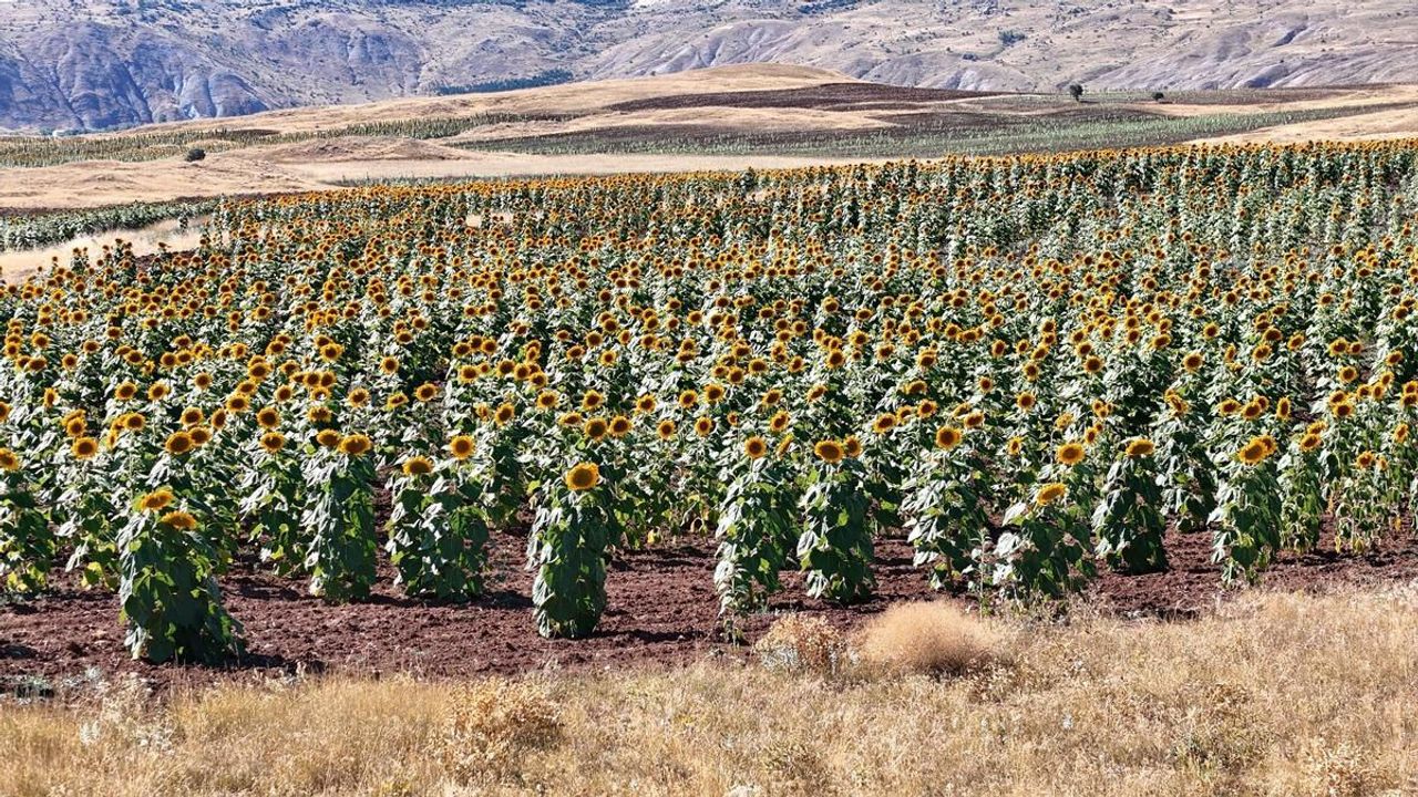 Sivas'ta ayçiçeği ekim alanı yüzde 109 arttı: 190 bin dönüme ulaştı