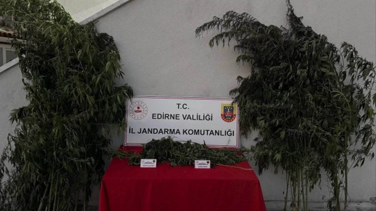Uzunköprü'de kamu arazisinde 52 kök Hint keneviri ele geçirildi