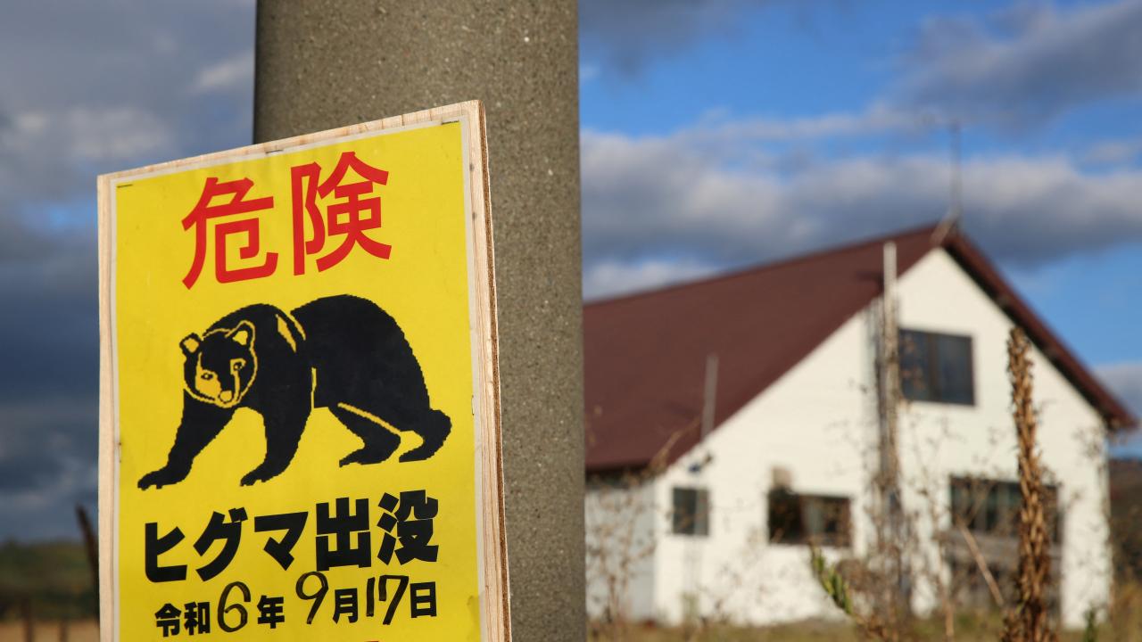 Japonya, ayı saldırılarına karşı 14 bin ayıyı itlaf etti: Sonuçları tartışılıyor