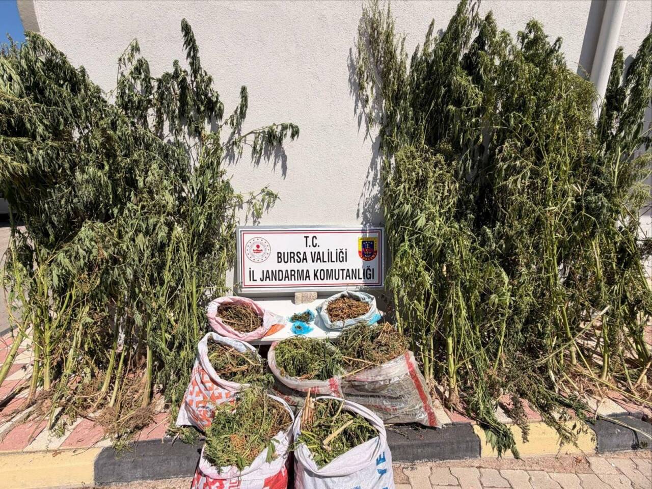 Jandarma, Bursa'da uyuşturucu operasyonu düzenledi: 22 kilo esrar bulundu Jandarma, Bursa'da uyuşturucu operasyonu düzenledi: 22 kilo esrar bulundu