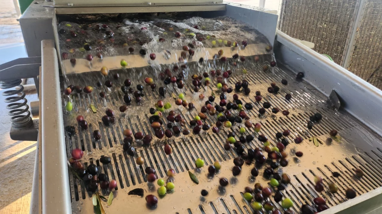 Orhangazi'de zeytin rekoltesi artıyor: Fabrikalar yoğun mesaiye hazırlanıyor