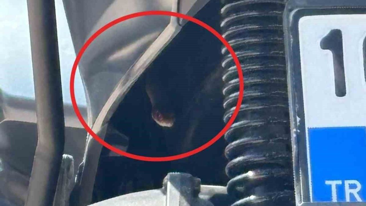 İnegöl'de motosikletten çıkan yılan sürücüyü korkuttu