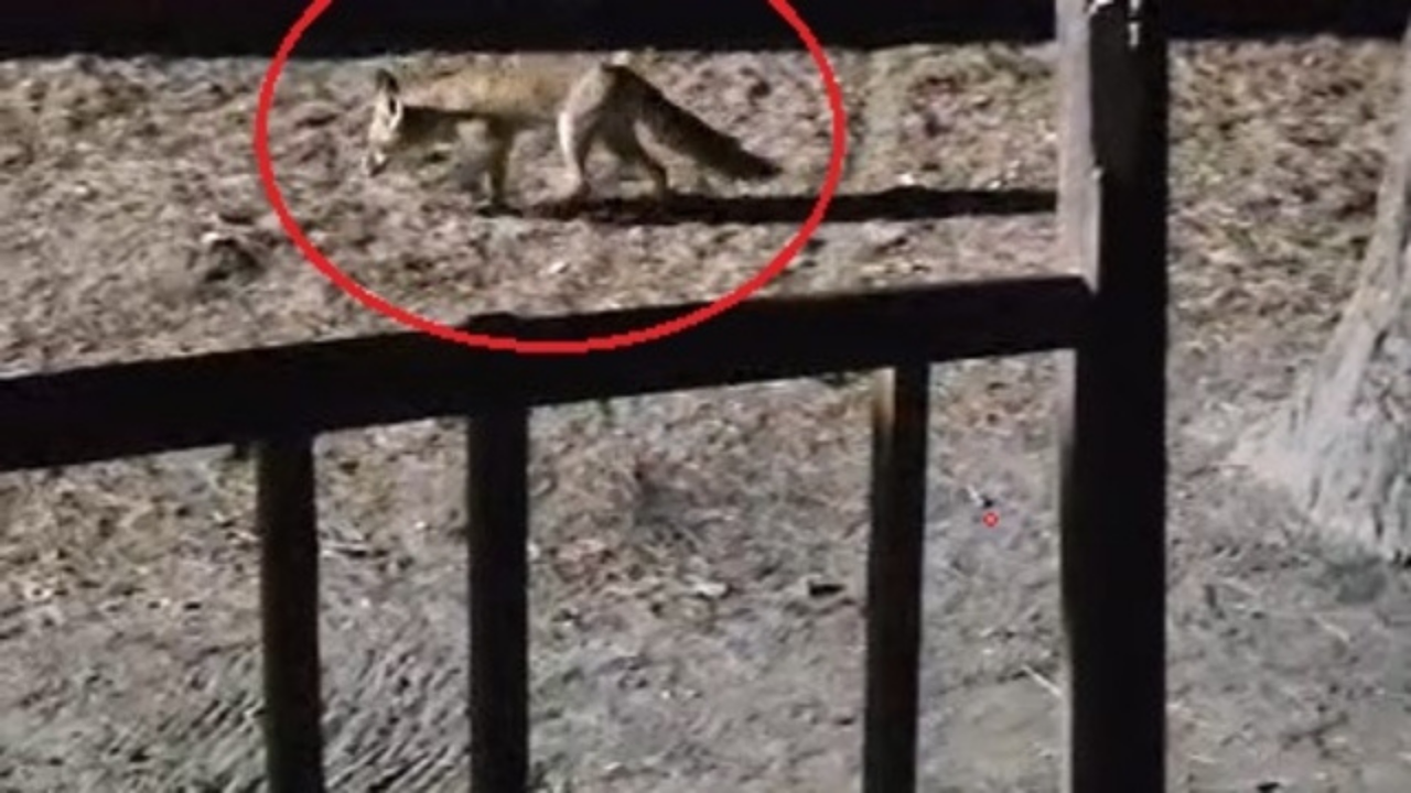 Bursa'da ormanda tilki peynirle beslendi: O anlar kaydedildi