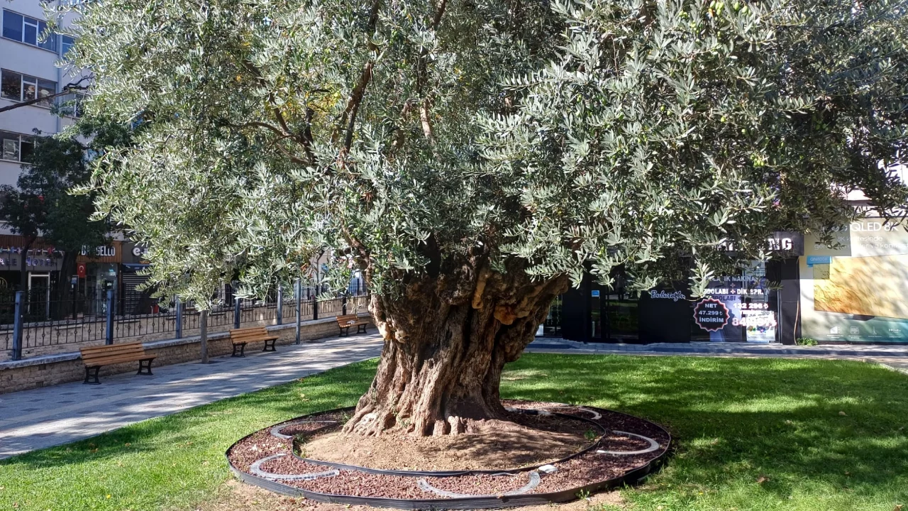 Gemlik'teki anıt zeytin ağaçları bakımsızlığa maruz kalıyor
