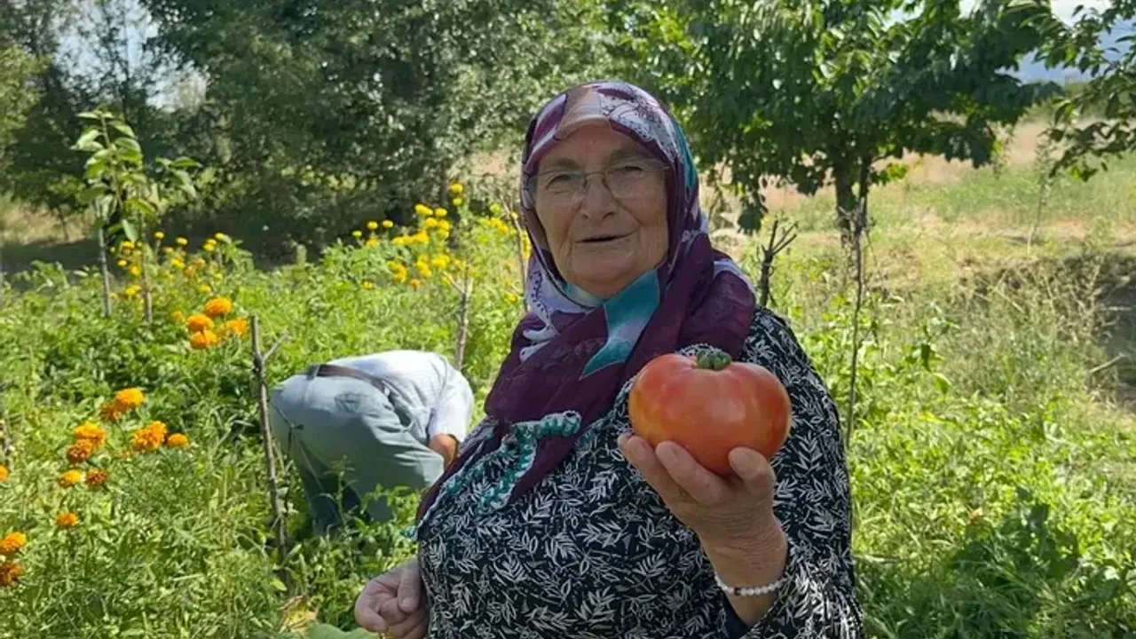 Doğal gübre ile Bursa'da dev domates yetiştirildi