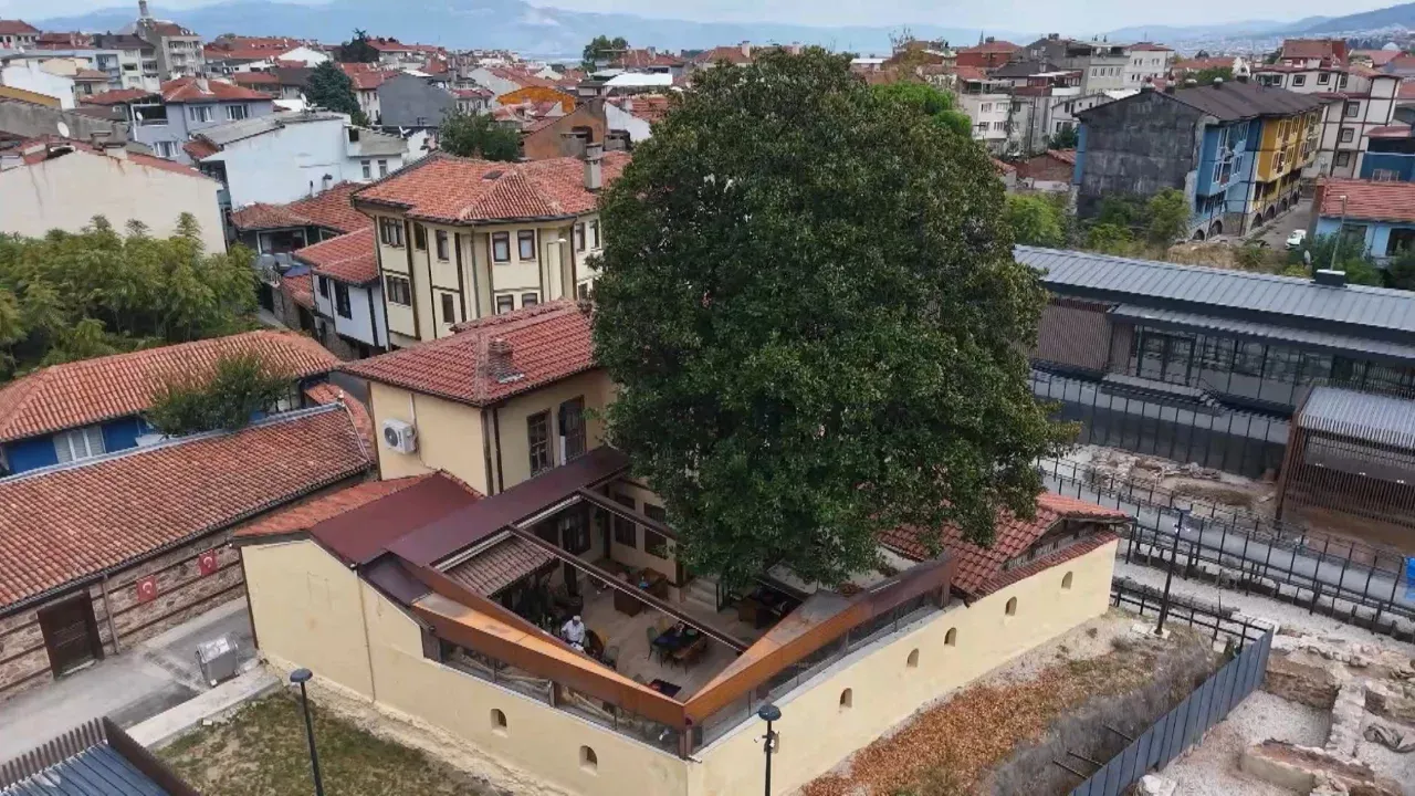 Bursa'daki 300 yıllık manolya ağacı, Zeki Müren'in anılarını yaşatıyor