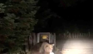 Uludağ’da aç kalan ayı, çöp konteynerlerinde yemek ararken görüntülendi