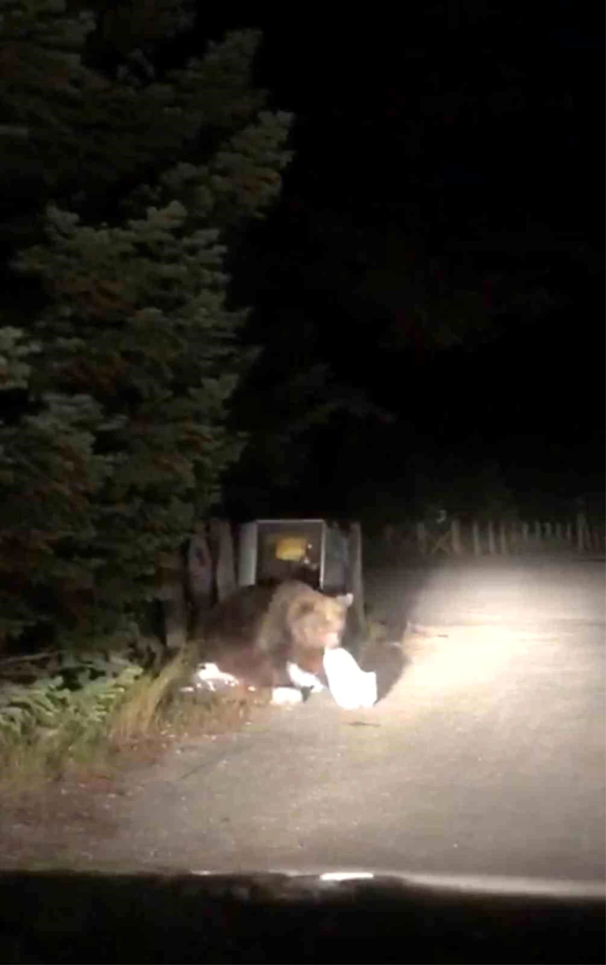 Uludağ’da aç kalan ayı, çöp konteynerlerinde yemek ararken görüntülendi
